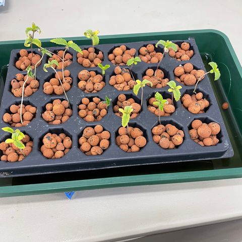 White cbg  growlog photo: Plants going into system looking rough 