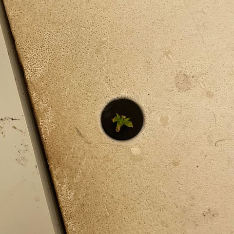 White cbg  growlog photo: Plants going into system looking rough 