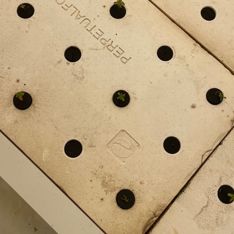 White cbg  growlog photo: Plants going into system looking rough 