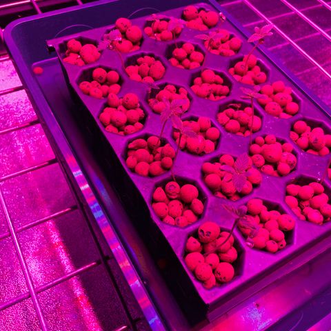 White cbg  growlog timeline photo