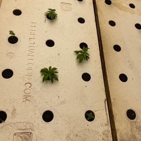 White cbg  growlog photo: Plants bouncing back after trimming and lighting being right system water is magic 