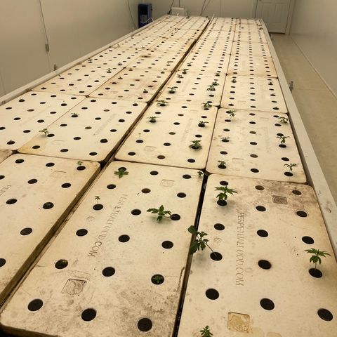 White cbg  growlog photo: Plants bouncing back after trimming and lighting being right system water is magic 