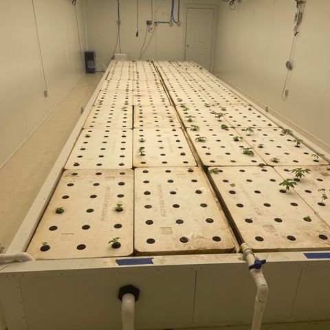 White cbg  growlog timeline photo
