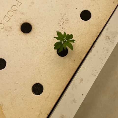 White cbg  growlog photo: Plants bouncing back after trimming and lighting being right system water is magic 