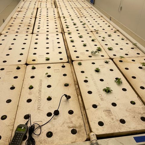 White cbg  growlog photo: Plants bouncing back after trimming and lighting being right system water is magic 
