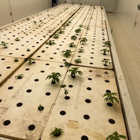 White cbg  growlog photo: Plants looking good nicely  recovering 
