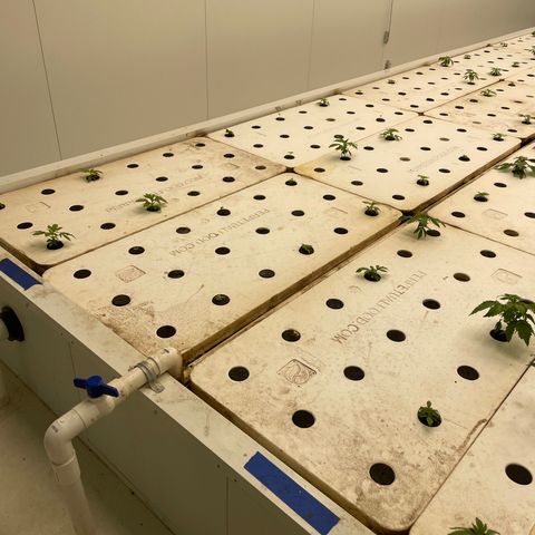 White cbg  growlog photo: Plants looking good nicely  recovering 