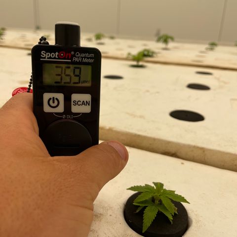 White cbg  growlog photo: Plants looking good nicely  recovering 