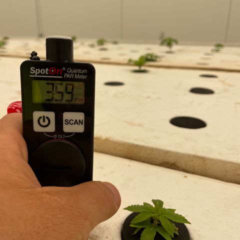 White cbg  growlog photo: Plants looking good nicely  recovering 