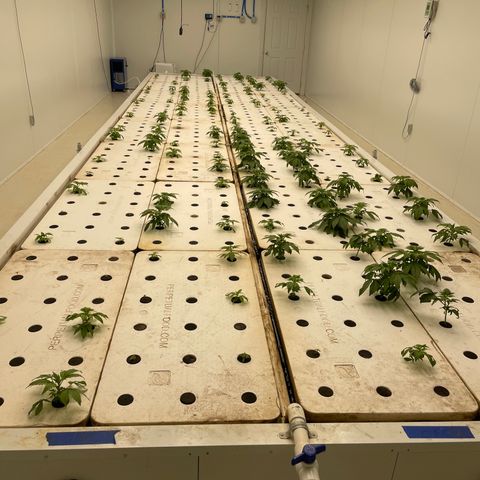 White cbg  growlog photo: Iron and secret sauce plants technically in veg now 