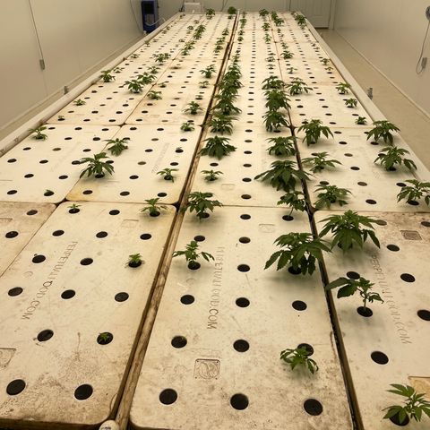 White cbg  growlog photo: Iron and secret sauce plants technically in veg now 