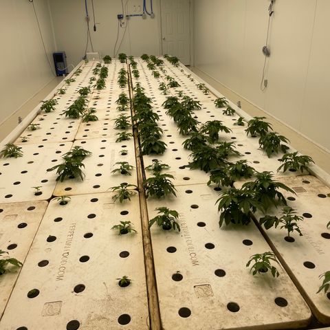 White cbg  growlog timeline photo