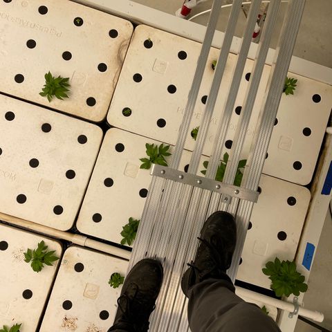 White cbg  growlog photo: Lights fixed room b plants looking good 