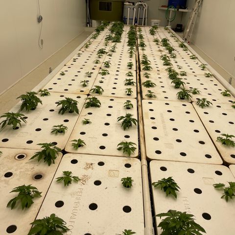 White cbg  growlog photo: Lights fixed room b plants looking good 