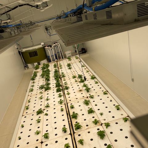 White cbg  growlog photo: Lights fixed room b plants looking good 
