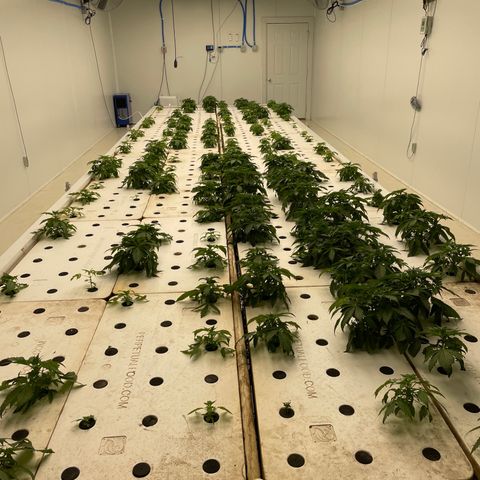White cbg  growlog timeline photo