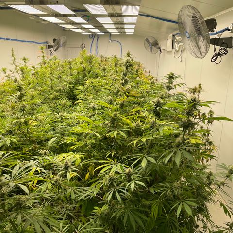 Super sour space candy  growlog timeline photo