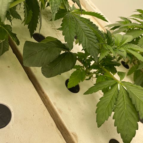 White cbg  growlog photo: Some weird leaves twisting and curling one plane brown stem and is firing off from root issue 