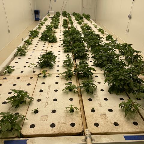 White cbg  growlog photo: Some weird leaves twisting and curling one plane brown stem and is firing off from root issue 