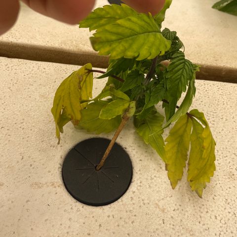 White cbg  growlog photo: Some weird leaves twisting and curling one plane brown stem and is firing off from root issue 