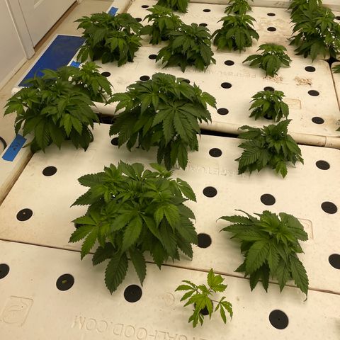 White cbg  growlog photo: Some weird leaves twisting and curling one plane brown stem and is firing off from root issue 