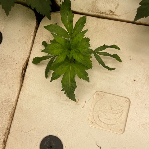 White cbg  growlog photo: Some weird leaves twisting and curling one plane brown stem and is firing off from root issue 