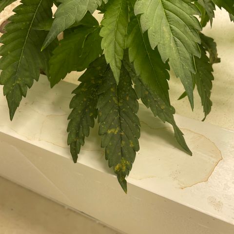 White cbg  growlog photo: Some weird leaves twisting and curling one plane brown stem and is firing off from root issue 