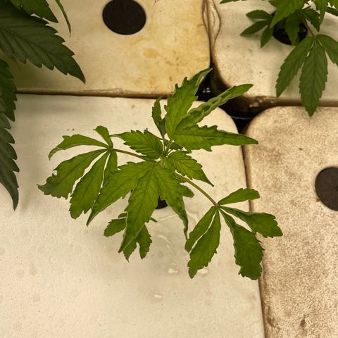 White cbg  growlog photo: Some weird leaves twisting and curling one plane brown stem and is firing off from root issue 