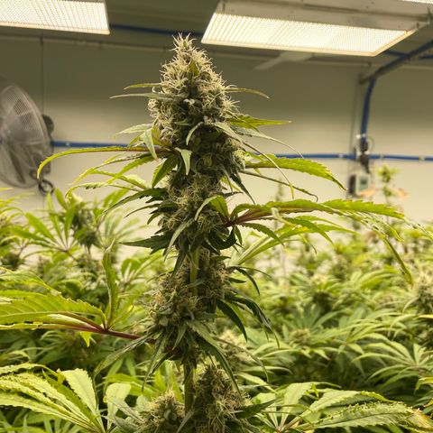 Super sour space candy  growlog timeline photo