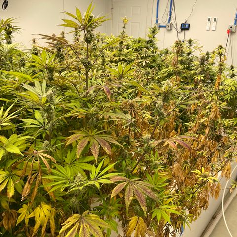 Super sour space candy  growlog timeline photo