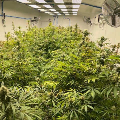 Super sour space candy  growlog timeline photo