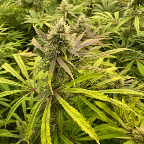 Super sour space candy  growlog timeline photo