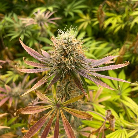 Super sour space candy  growlog timeline photo
