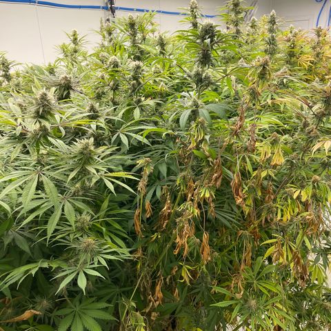 Super sour space candy  growlog timeline photo