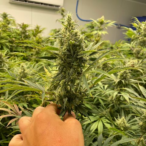 Lifter  growlog timeline photo