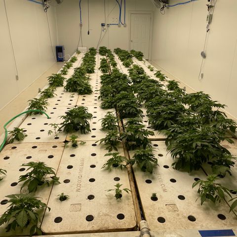 White cbg  growlog timeline photo