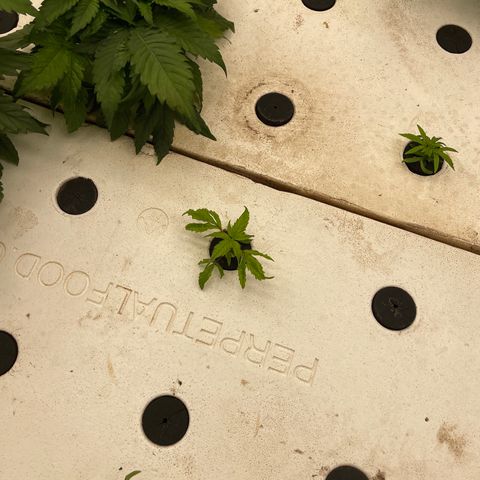 White cbg  growlog timeline photo