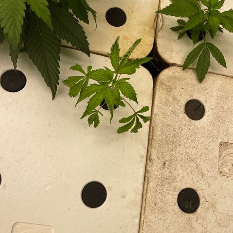White cbg  growlog timeline photo