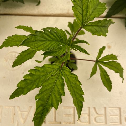 White cbg  growlog timeline photo