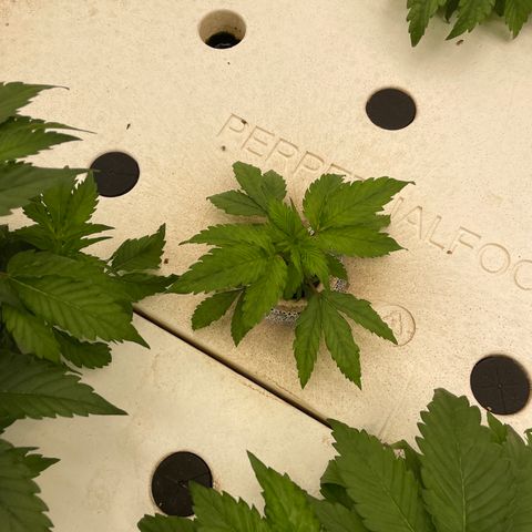 White cbg  growlog timeline photo