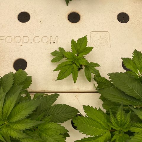 White cbg  growlog timeline photo