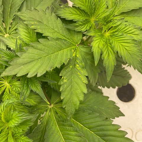 White cbg  growlog timeline photo