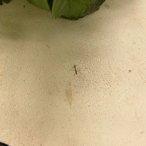 White cbg  growlog photo: Baby praying mantace set loose in room good insect 
