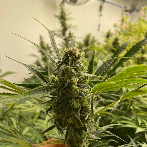 Lifter  growlog photo: Nice buds 