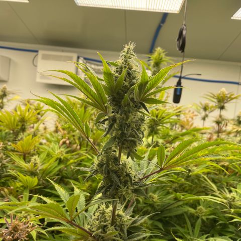 Lifter  growlog photo: Nice buds 