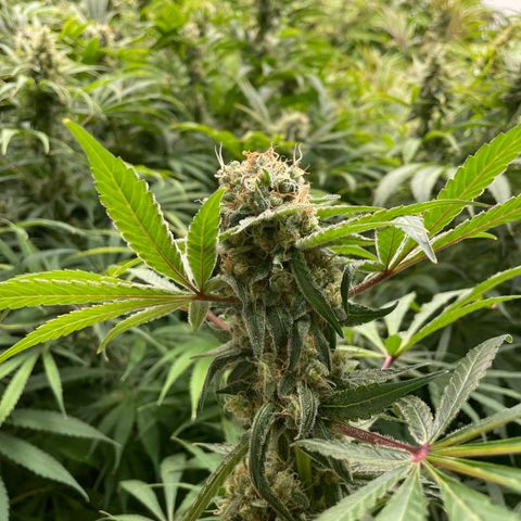 Lifter  growlog photo: Nice buds 