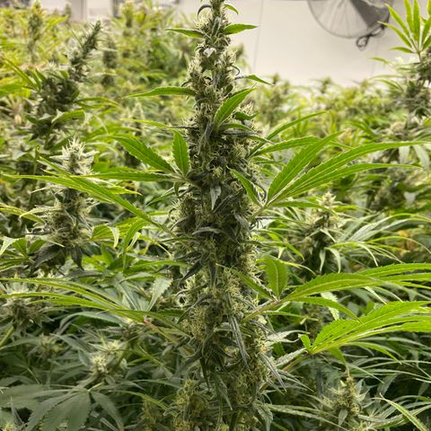 Lifter  growlog photo: Nice buds 