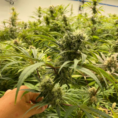 Super sour space candy  growlog photo: Nice buds