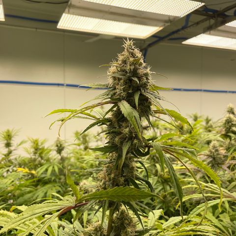Super sour space candy  growlog photo: Nice buds