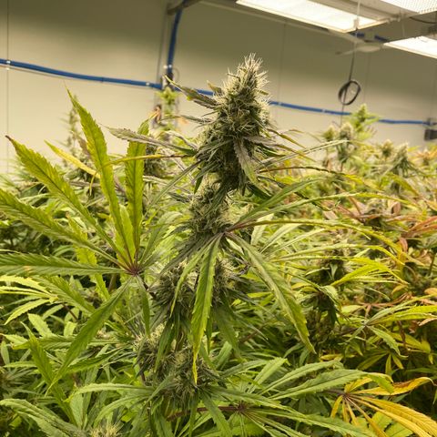 Super sour space candy  growlog photo: Nice buds